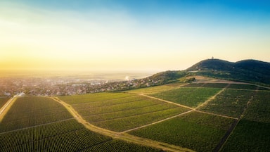 Beautiful grapevine field(vineyard) beneath hill in sunset. Horizontal image. Landscape.