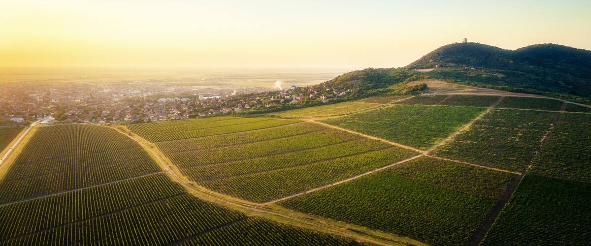 An aerial view of a vineyard with rows of grapevines, a town in the valley, and a hill with a tower.