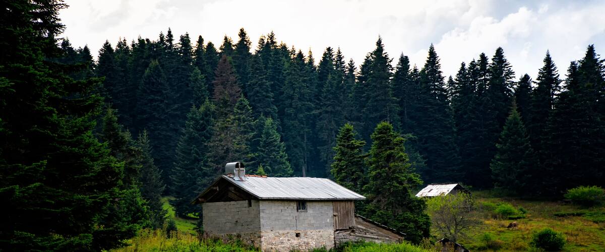 A rustic wooden cabin surrounded by lush green grass and dense forest.