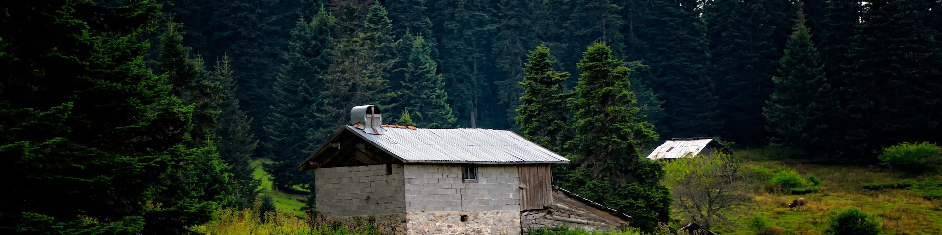 A rustic wooden cabin surrounded by lush green grass and dense forest.