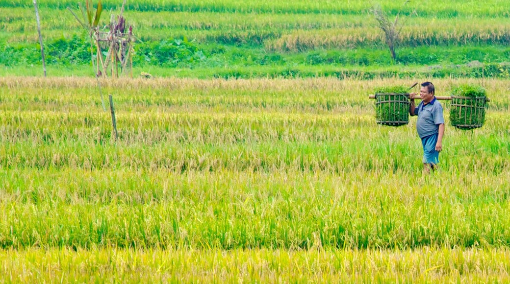 Bali which includes farmland as well as an individual male
