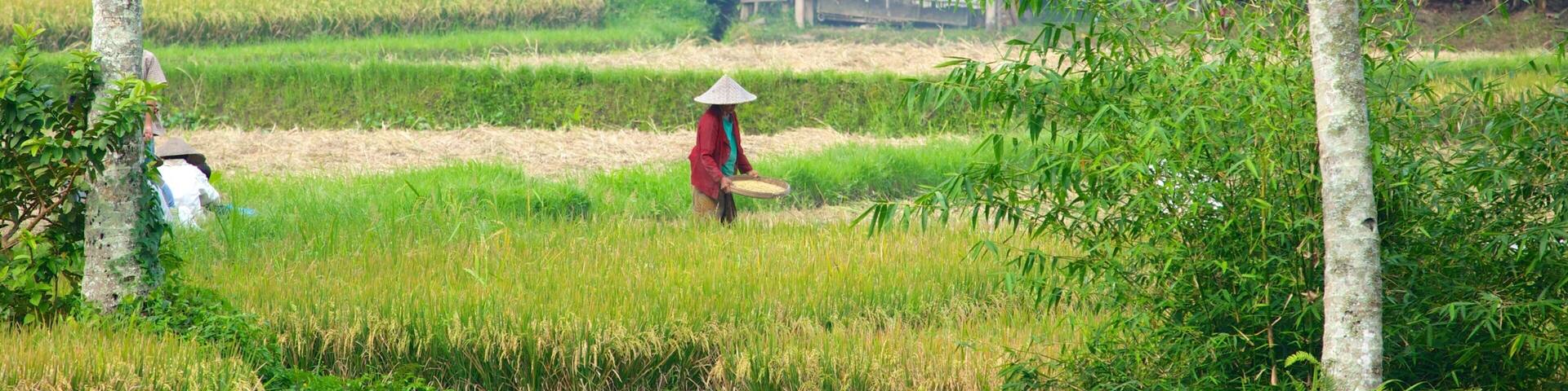 Bali mettant en vedette ferme