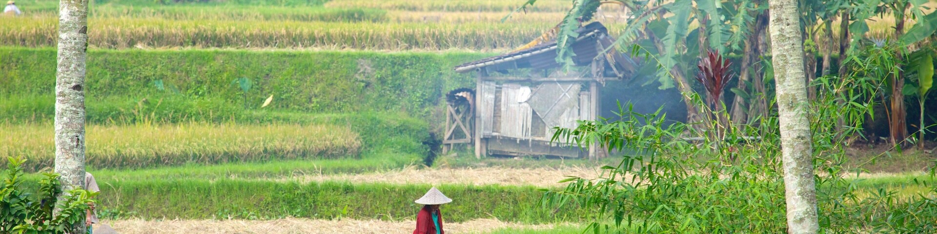 Bali featuring farmland