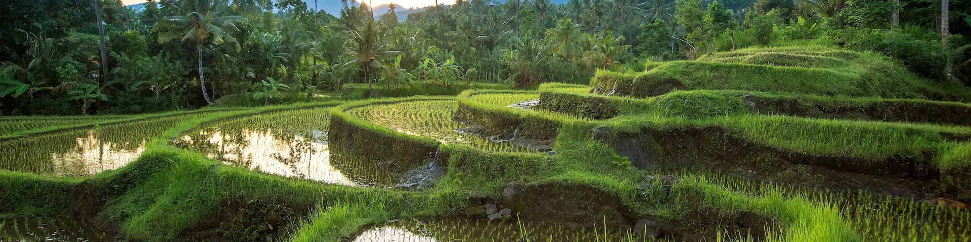 Bali Rice Terraces.  Rice fields of Jatiluwih ; Shutterstock ID 254774449