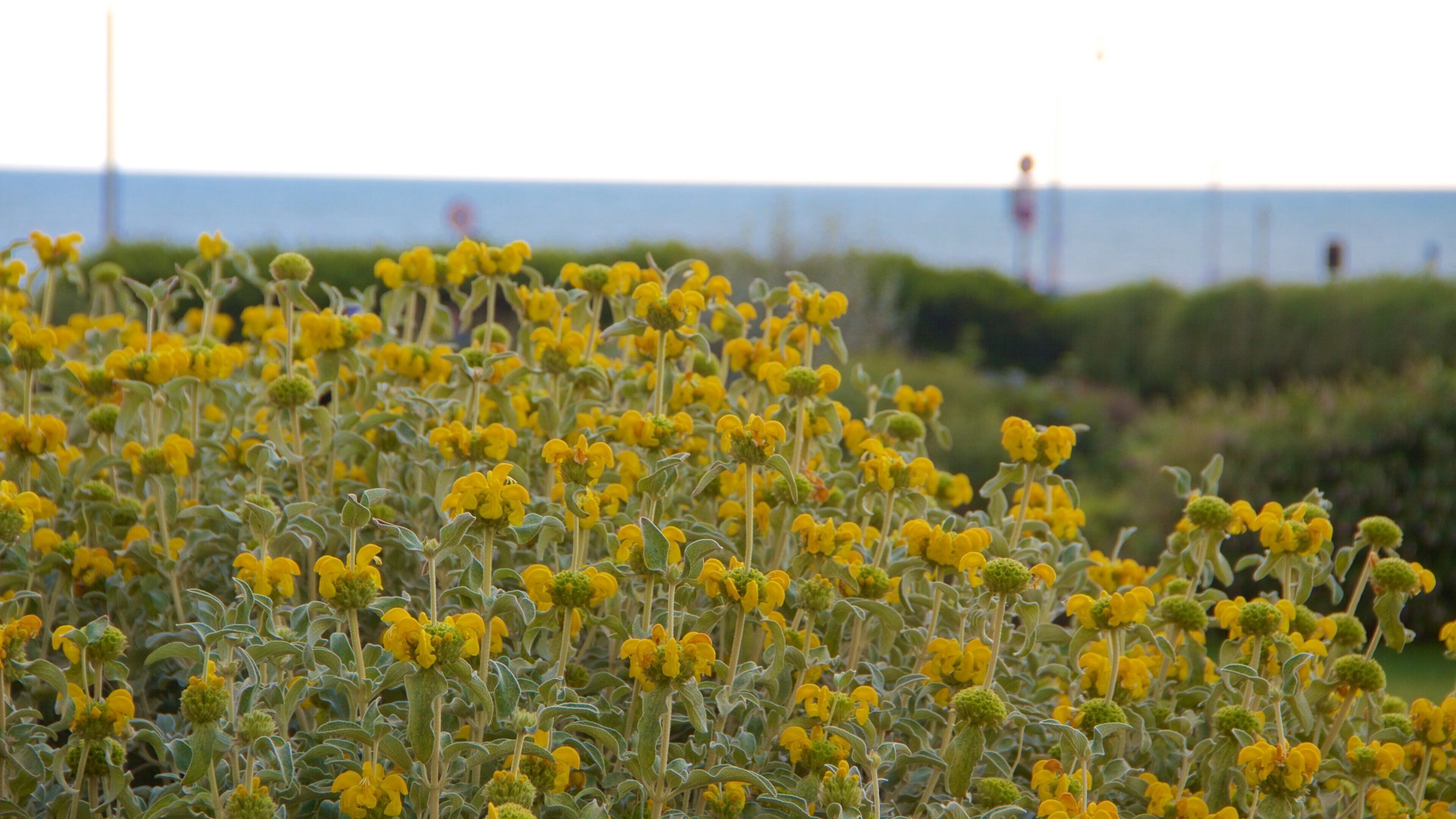 Palmeira Mansions che include fiori
