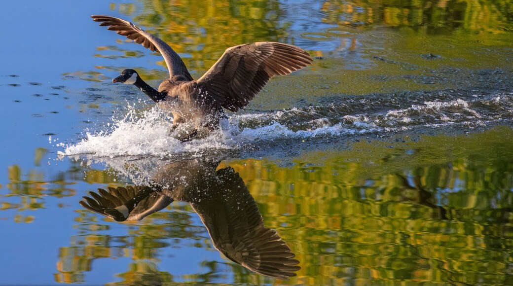 A Canada goose in mid-flight over a body of water with ripples and reflections of trees.