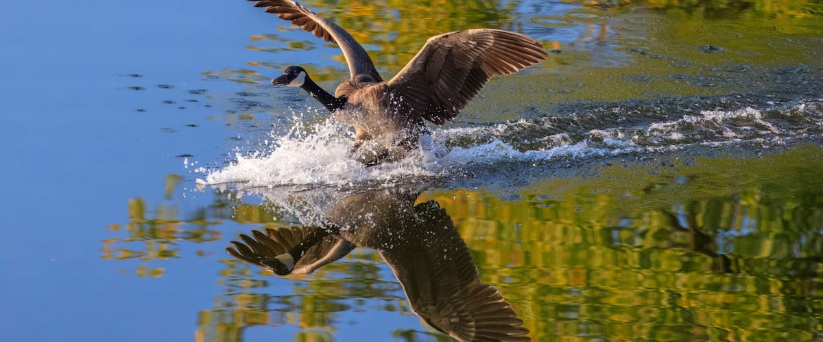 A Canada goose in mid-flight over a body of water with ripples and reflections of trees.