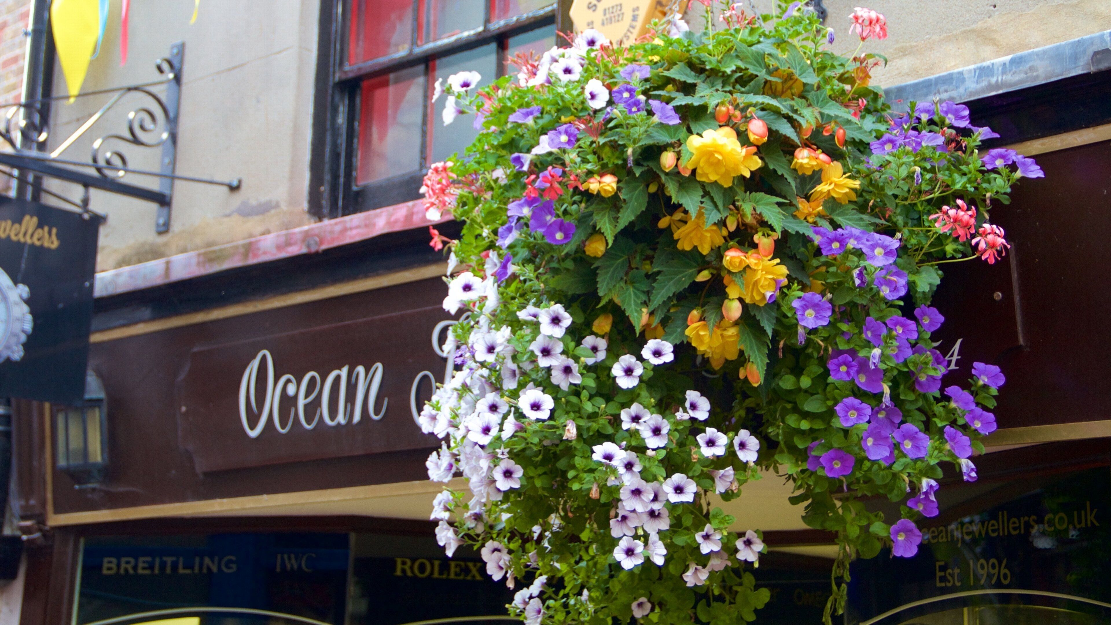 The Lanes showing flowers