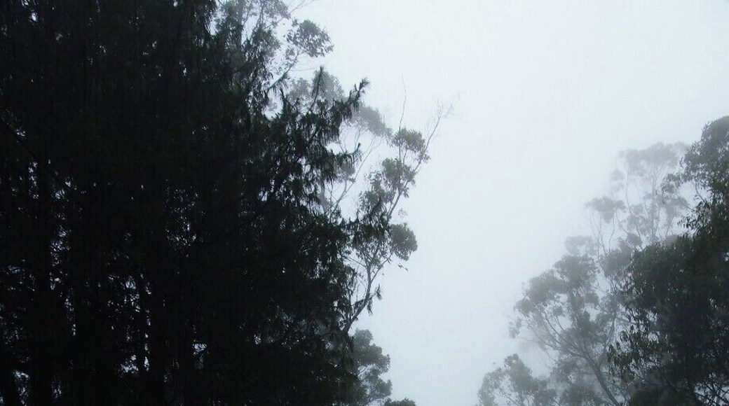 through the denser mist while driving to Horton Plains National Park. Cattle husbandry is highly practiced in this area.