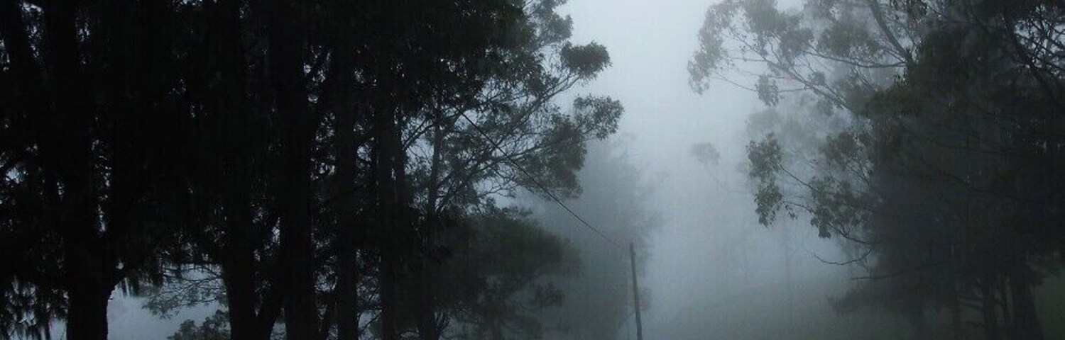 through the denser mist while driving to Horton Plains National Park. Cattle husbandry is highly practiced in this area.