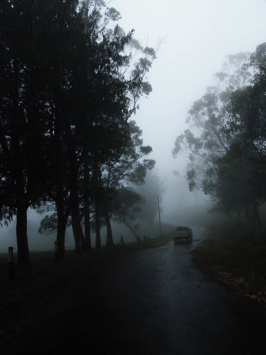 A foggy road flanked by trees.