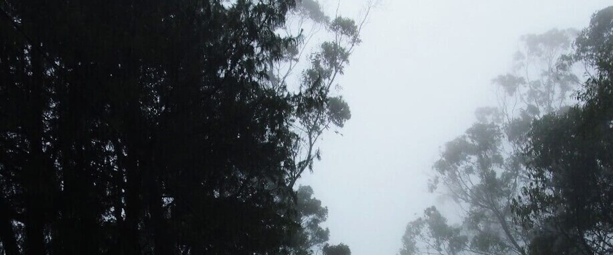 A foggy road flanked by trees.