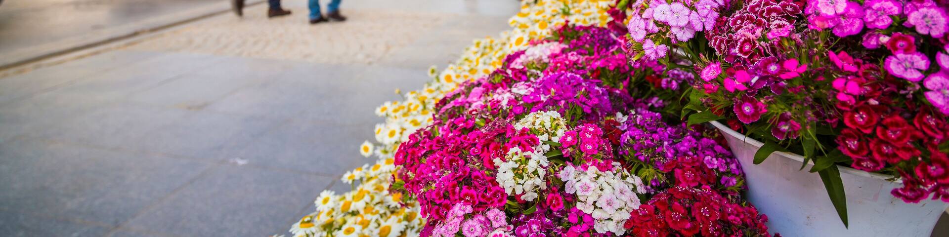 Bagdat Avenue (Turkish: Bagdat Caddesi) is a notable high street located on the Anatolian side, Istanbul, Turkey