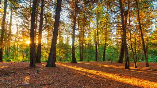 sunset forest