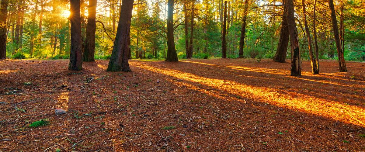 A forest with tall trees and sunlight filtering through the leaves.