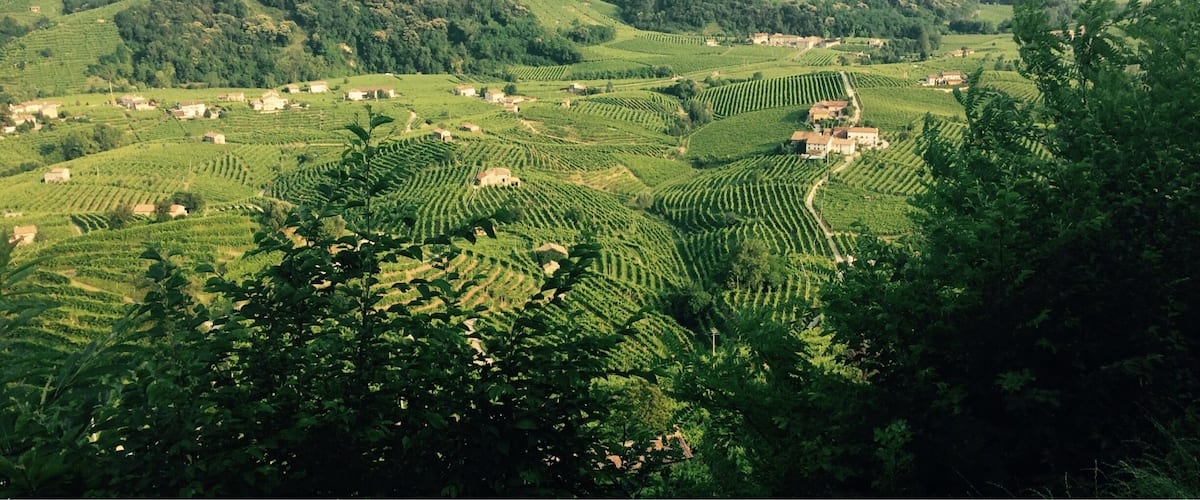 A vineyard landscape with terraced fields and scattered buildings.