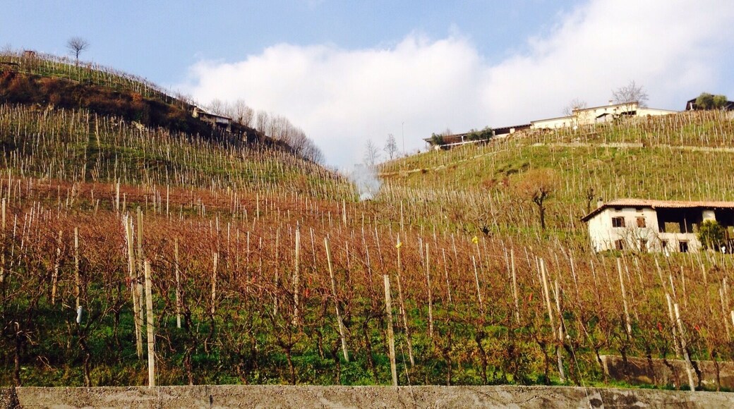 The amazing world of Prosecco!