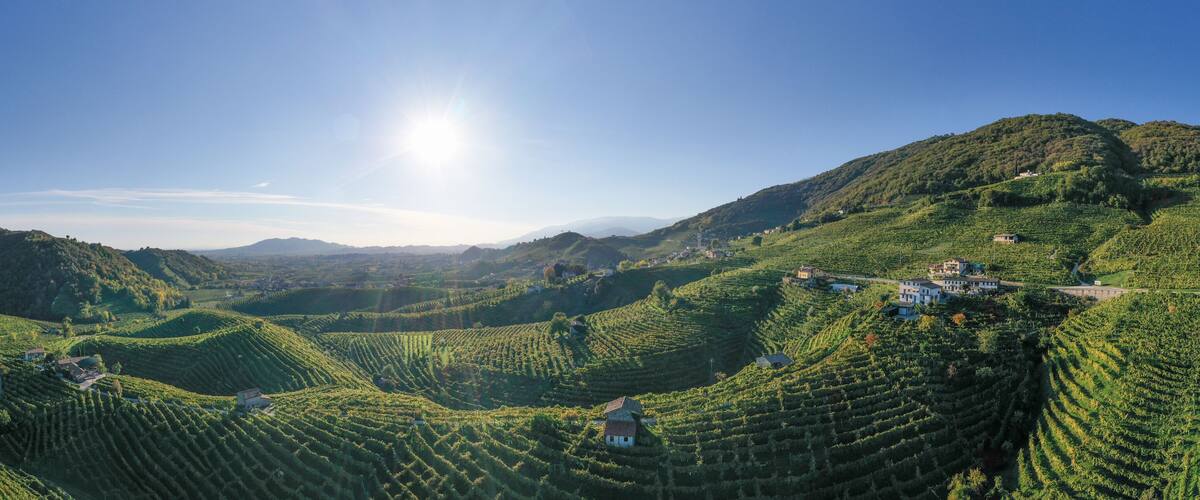 A vineyard with rows of grapevines on rolling hills under a clear sky.