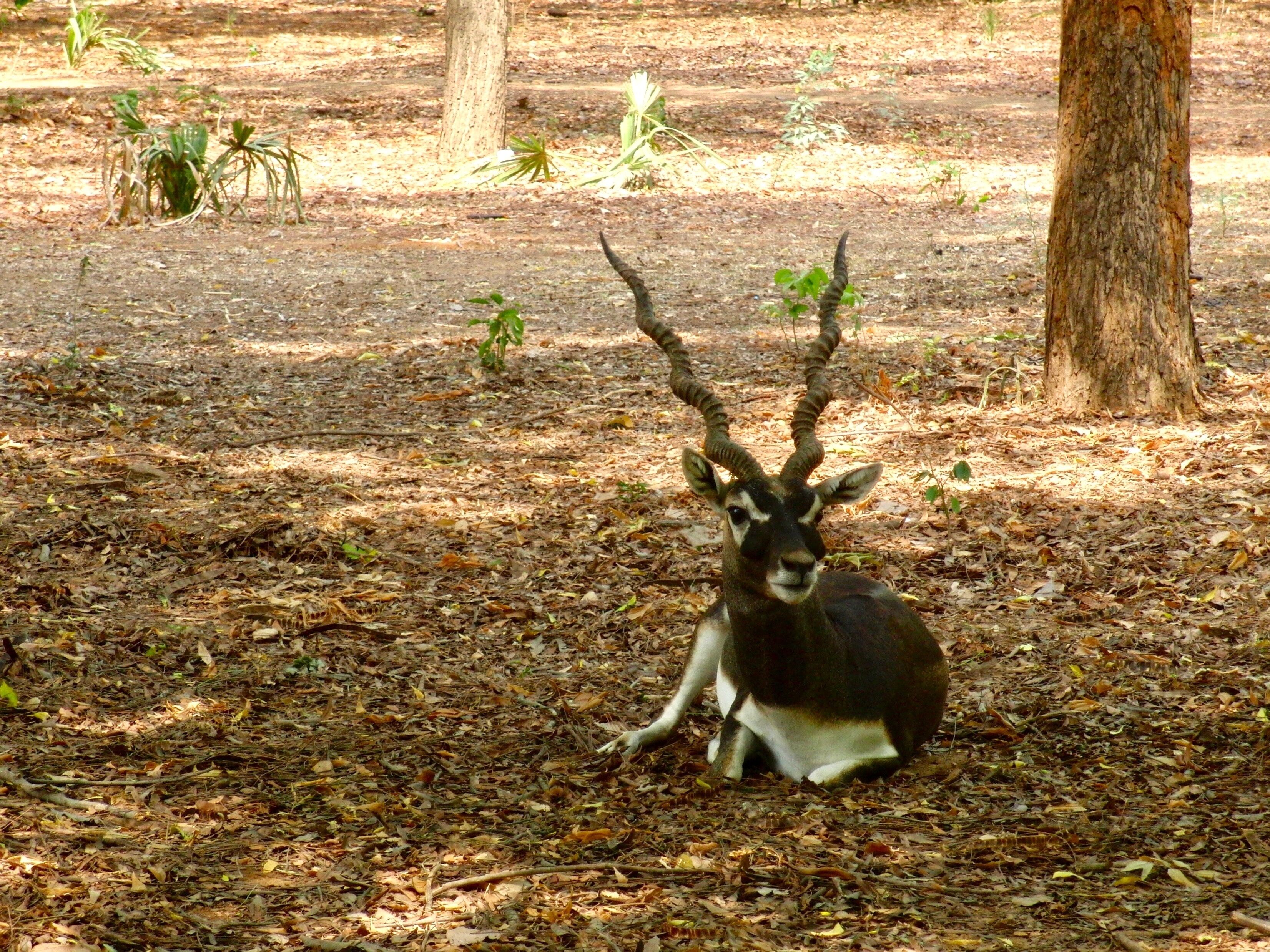 Blackbuck (antilope cervicapra), Indian Antelope with long ringed horns and white and brown fur in Guindy National Park at the Indian Institute of Technology Madras campus (Chennai, Tamil Nadu, India)
