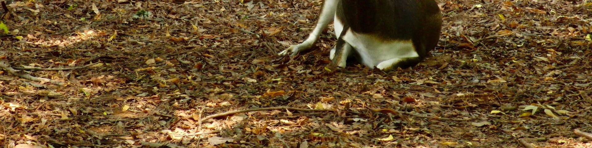 A kudu antelope in a forested area with leaf-covered ground and trees.
