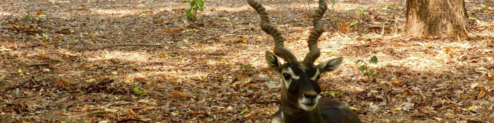 Un antílope kudu en un área boscosa con suelo cubierto de hojas y árboles.