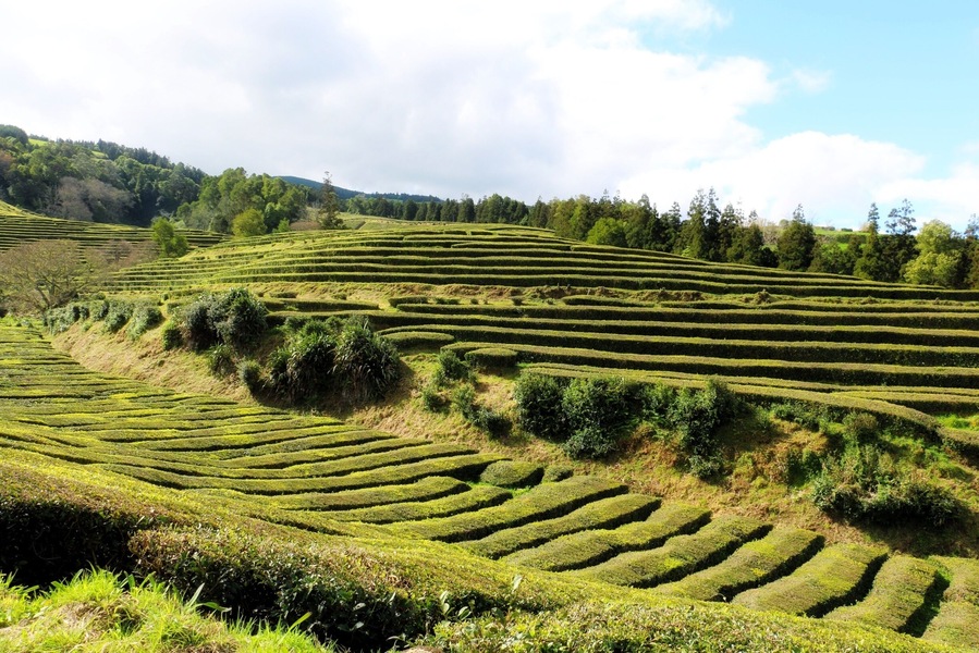 Tea plantation. The Azores are the only place in Europe to grow tea - and pineapples!