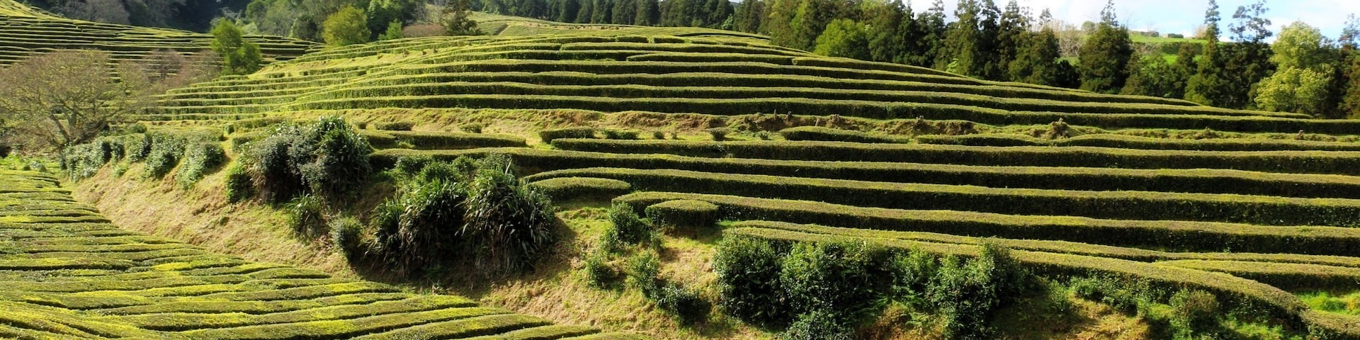 Tea plantation. The Azores are the only place in Europe to grow tea - and pineapples!