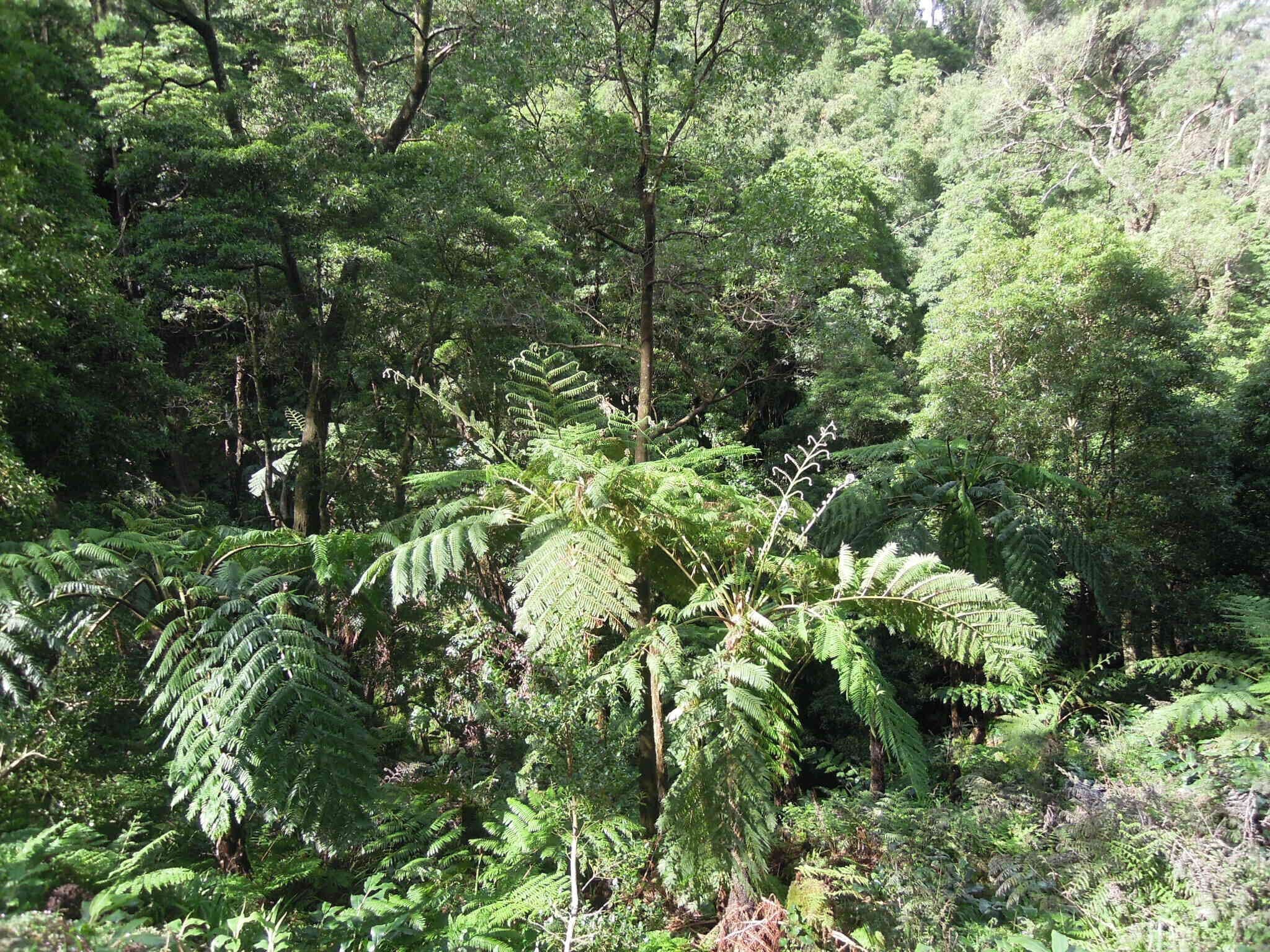 Inside Caldeira Velha park, you'll find massive ferns which look like something out of a Jurassic Park movie. You'll also find a couple of thermal pools at different temperatures.