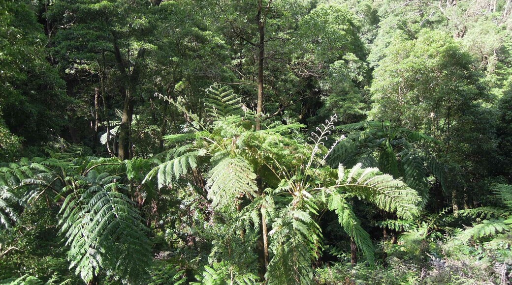 Inside Caldeira Velha park, you'll find massive ferns which look like something out of a Jurassic Park movie. You'll also find a couple of thermal pools at different temperatures.