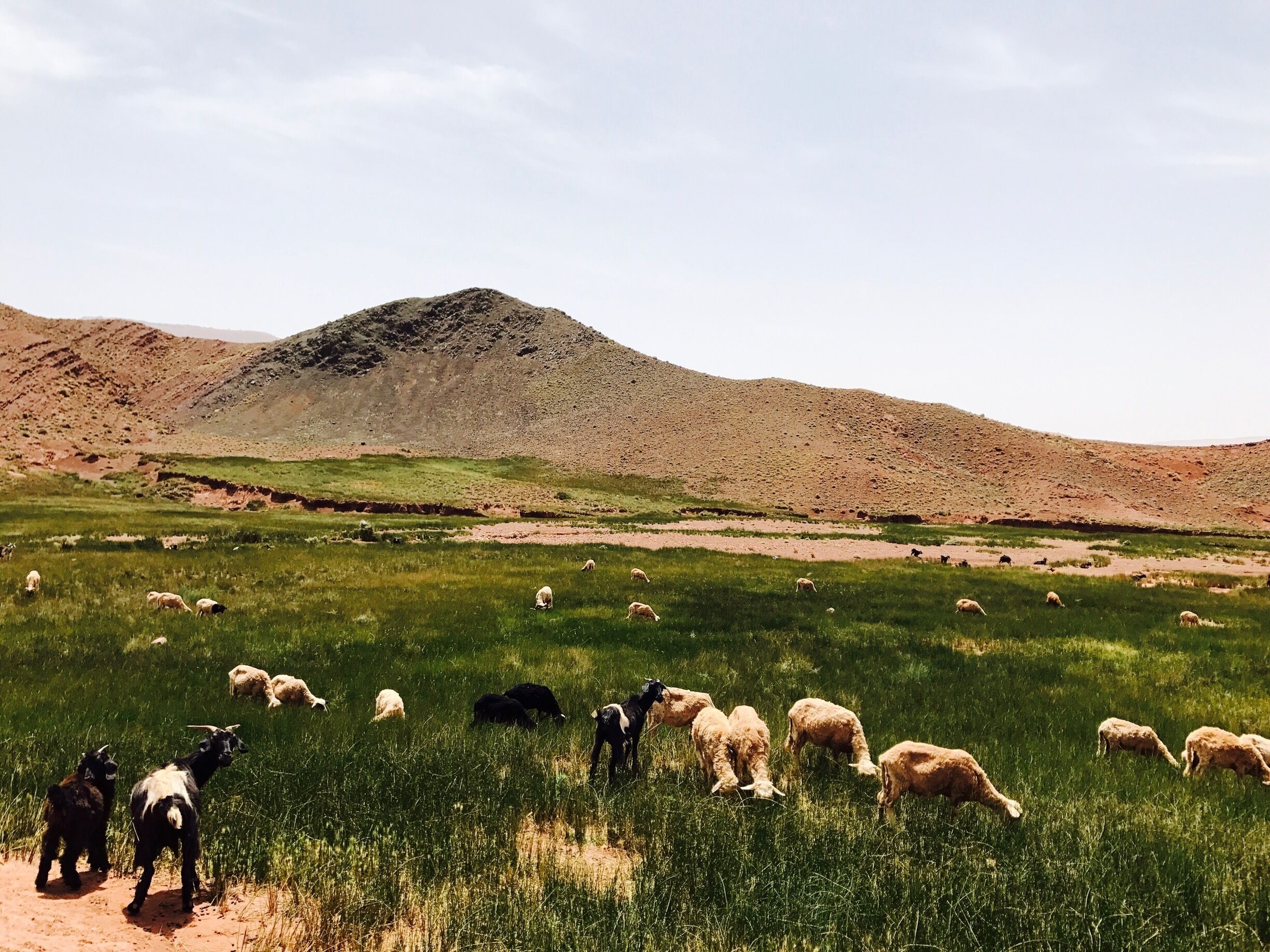 In these beautiful village farms the nomads are one with their herds as fields are one with the herds.