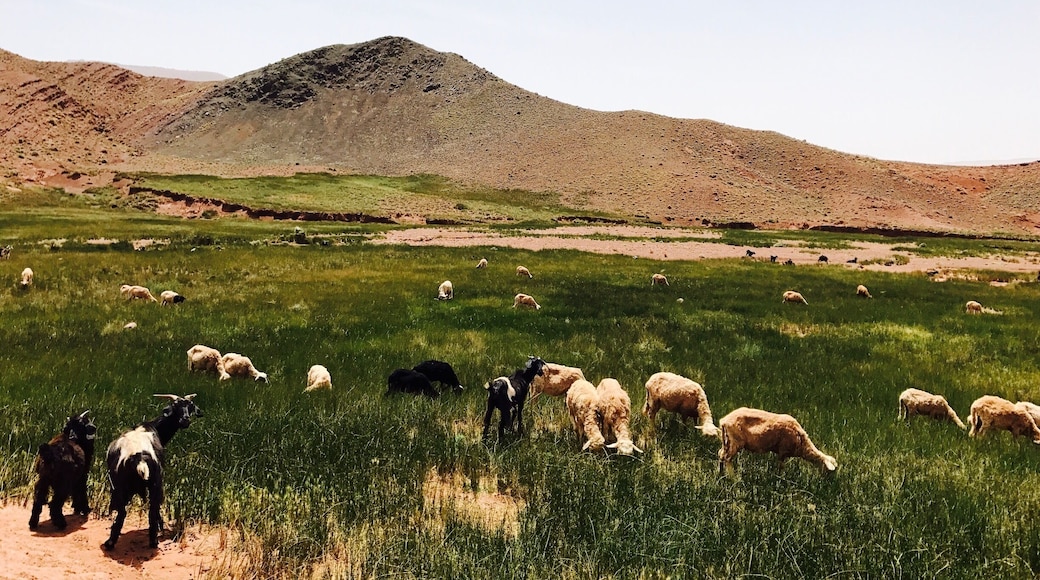 In these beautiful village farms the nomads are one with their herds as fields are one with the herds.