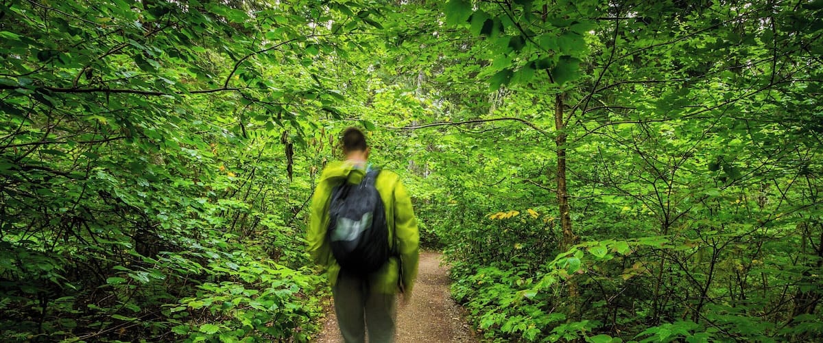 A person walking on a forest path surrounded by dense green foliage.