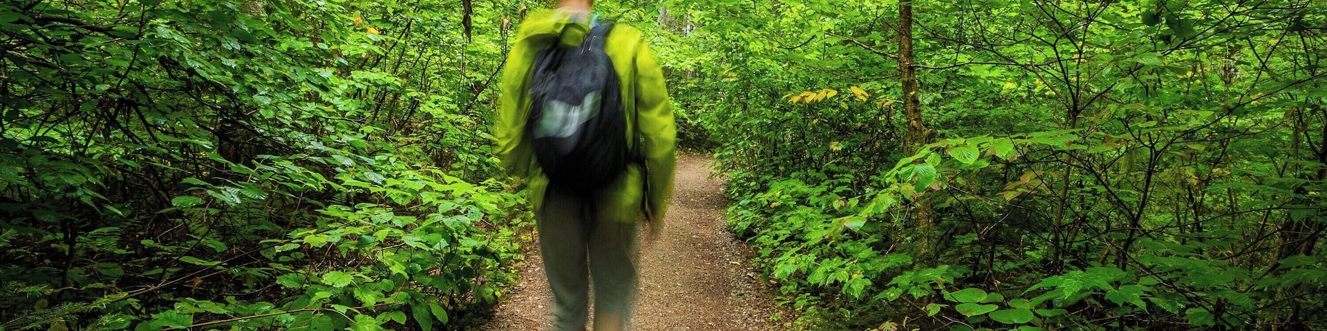 A person walking on a forest path surrounded by dense green foliage.