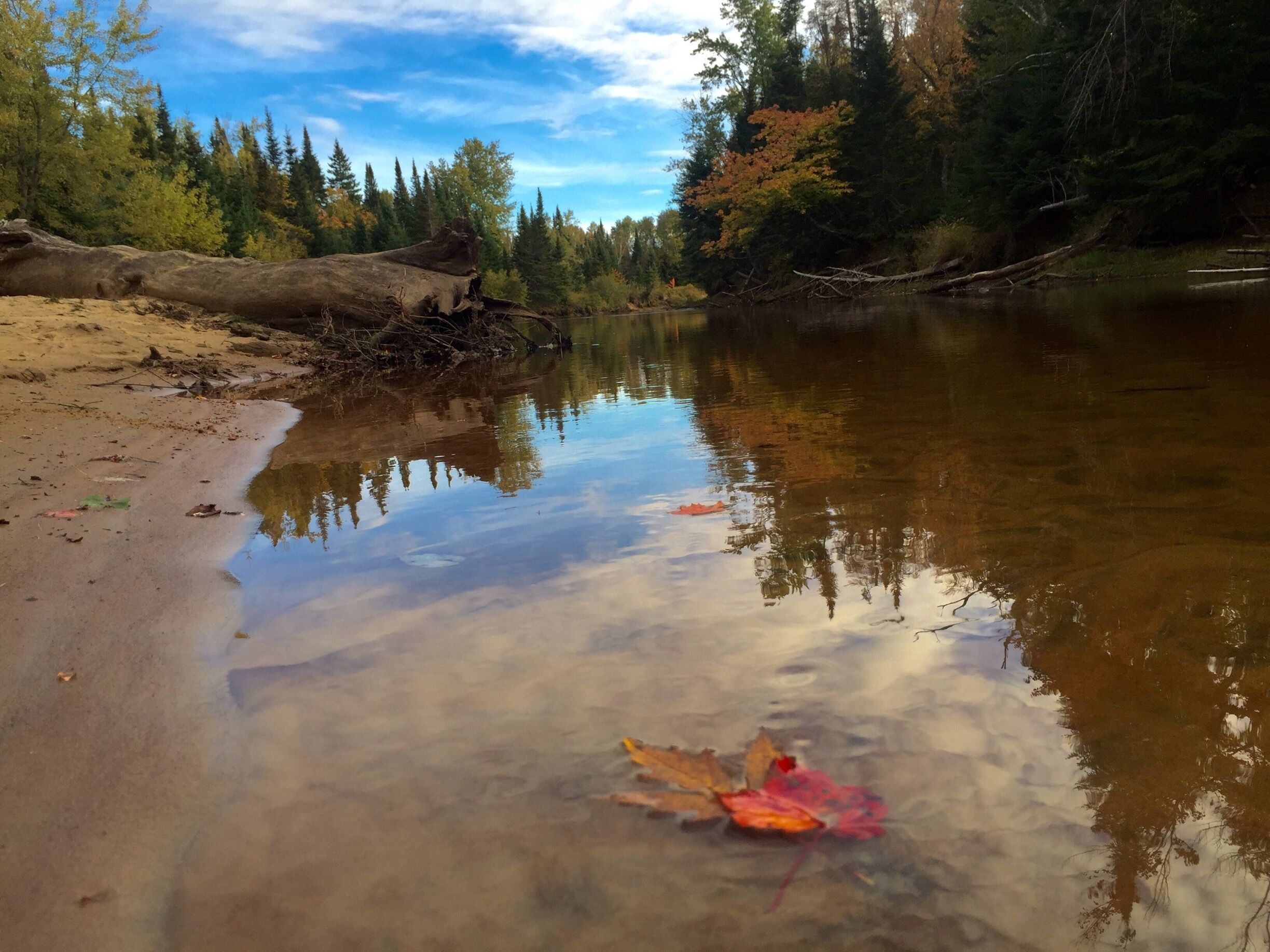 Fall colours floating down stream. 