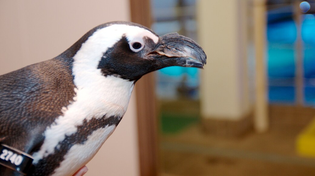Newport Aquarium inclusief zeedieren en interieur
