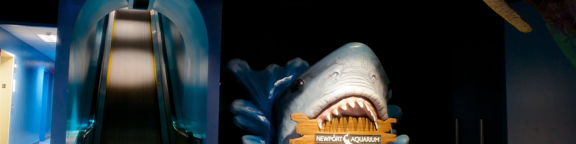 Newport Aquarium caracterizando vistas internas, vida marinha e sinalização
