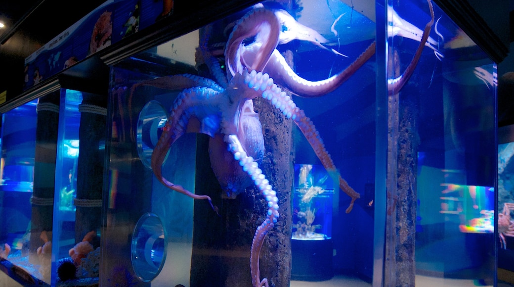 Newport Aquarium showing marine life and interior views