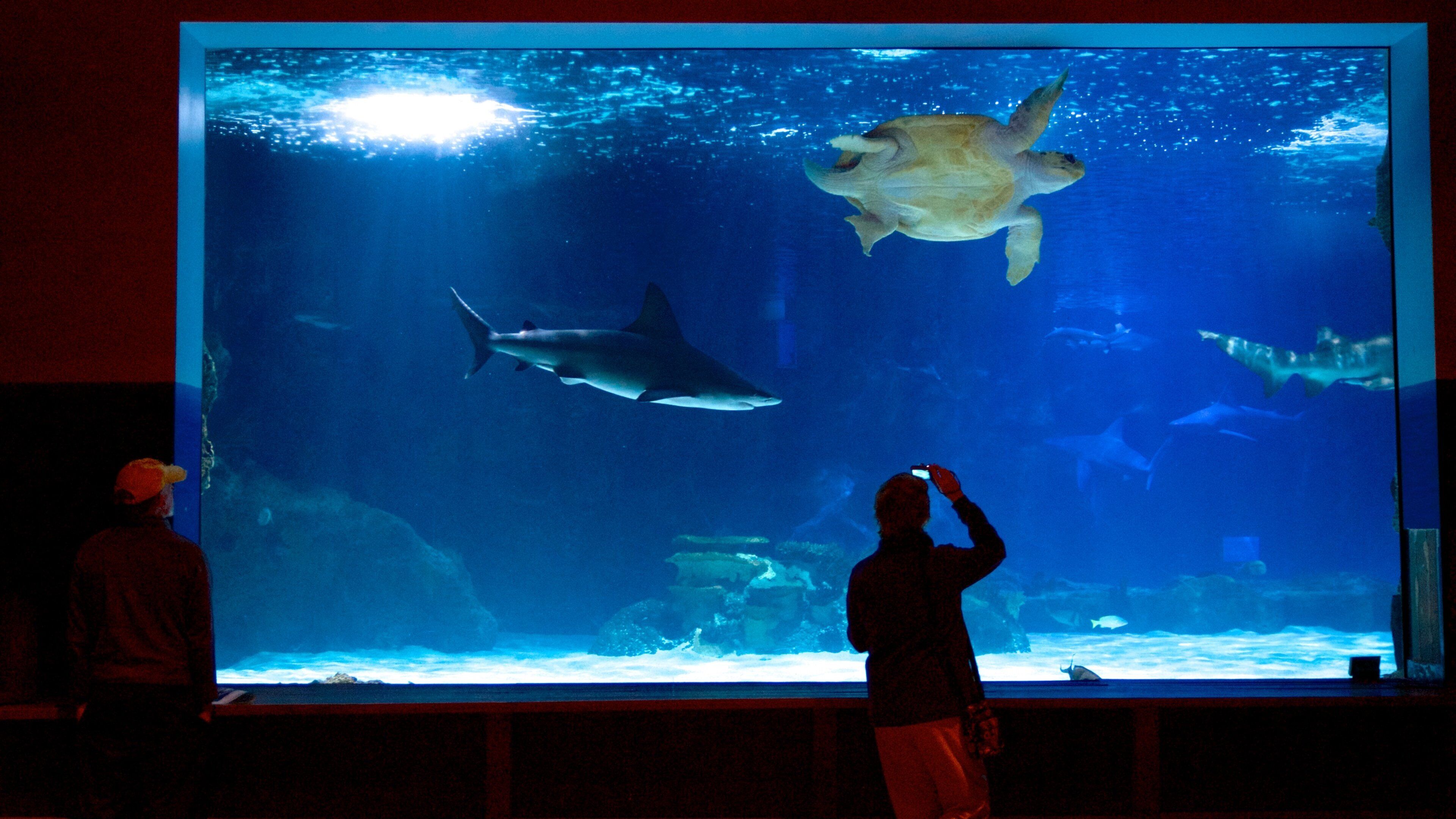 Newport Aquarium which includes marine life as well as an individual child