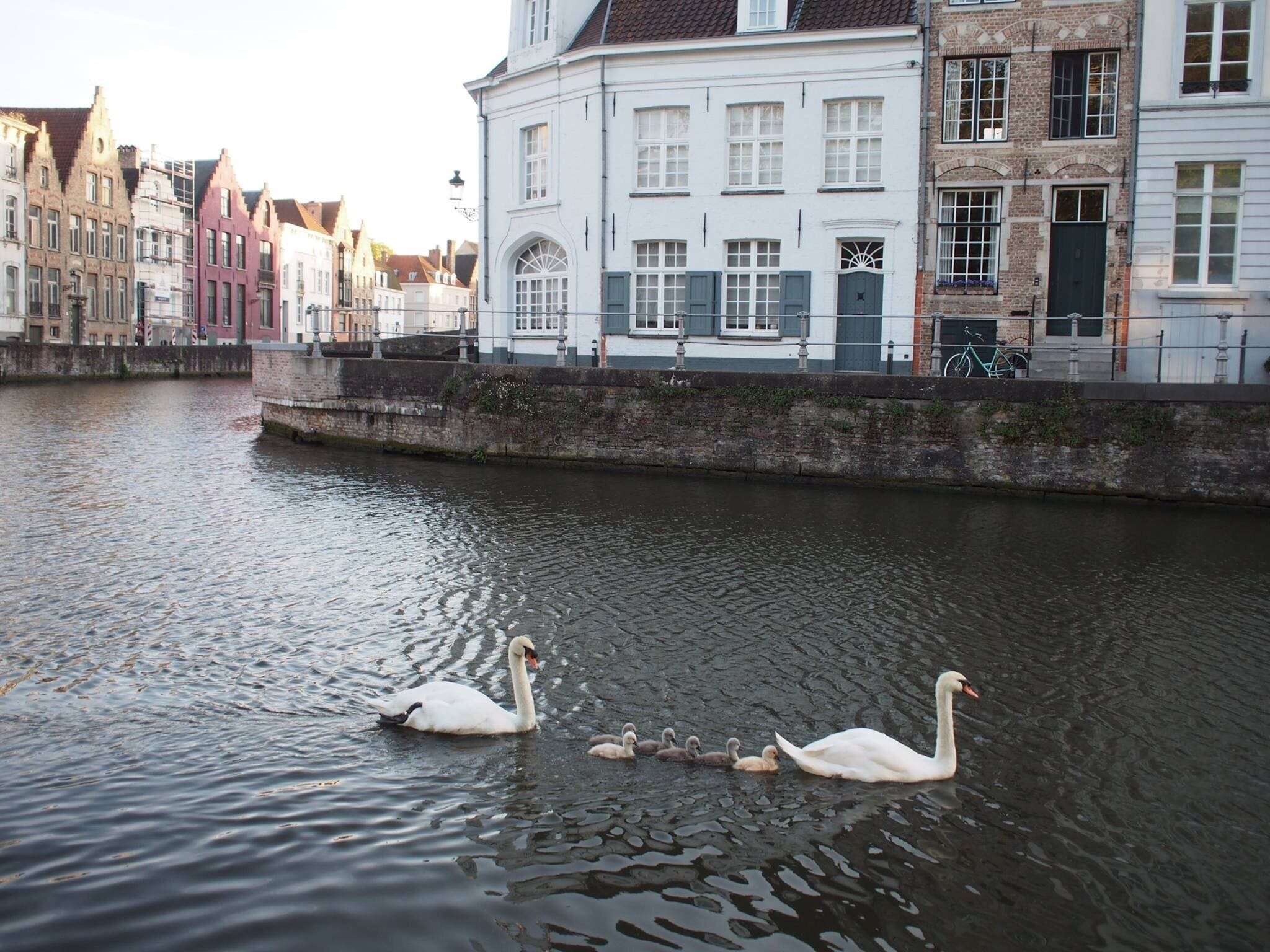 A crowd of photo snapping tourists followed this sweet family of swans for several blocks.