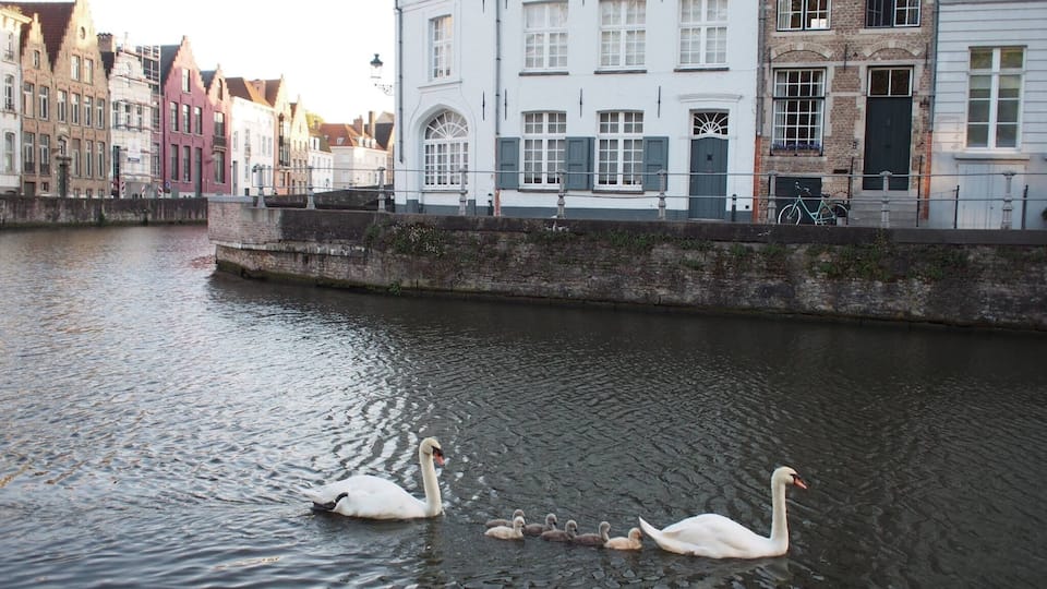 A crowd of photo snapping tourists followed this sweet family of swans for several blocks.