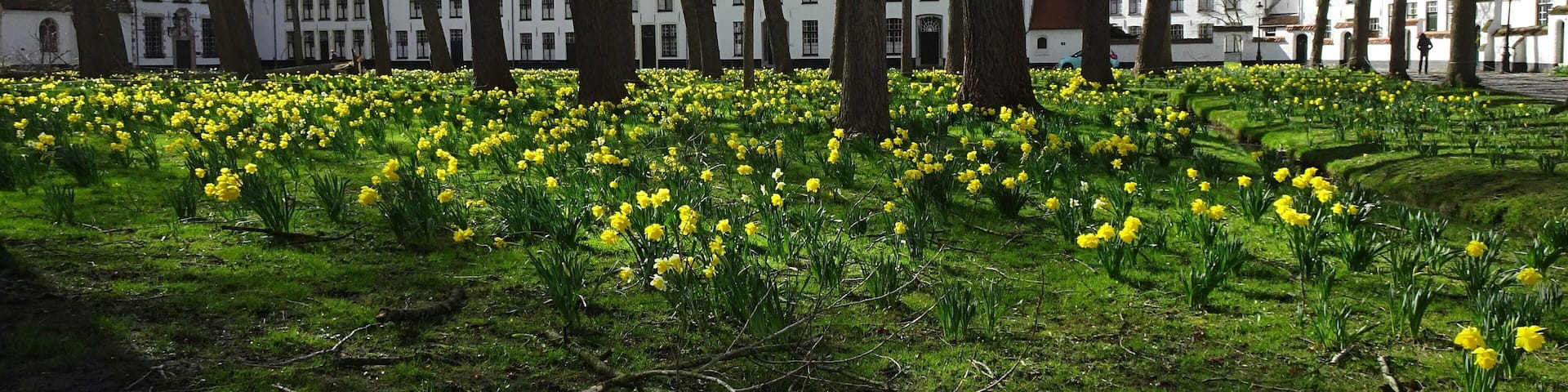 When I posted a first photo of the beguinage 2 weeks ago, there were hardly any flowers. Now, in the 2nd week of March, the ground is covered with a sea of daffodils.
The 'Princely Beguinage Ten Wijngaarde' with its white-coloured house fronts and tranquil convent garden was founded in 1245. This little piece of world heritage was once the home of the beguines, emancipated lay-women who nevertheless led a pious and celibate life. Today the beguinage is mainly inhabited by nuns of the Order of St. Benedict.
#Bruges #Culture #LocalSecrets #Trovember #History