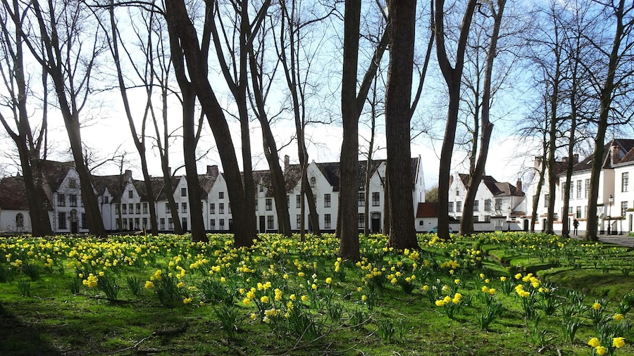 When I posted a first photo of the beguinage 2 weeks ago, there were hardly any flowers. Now, in the 2nd week of March, the ground is covered with a sea of daffodils.
The 'Princely Beguinage Ten Wijngaarde' with its white-coloured house fronts and tranquil convent garden was founded in 1245. This little piece of world heritage was once the home of the beguines, emancipated lay-women who nevertheless led a pious and celibate life. Today the beguinage is mainly inhabited by nuns of the Order of St. Benedict.
#Bruges #Culture #LocalSecrets #Trovember #History