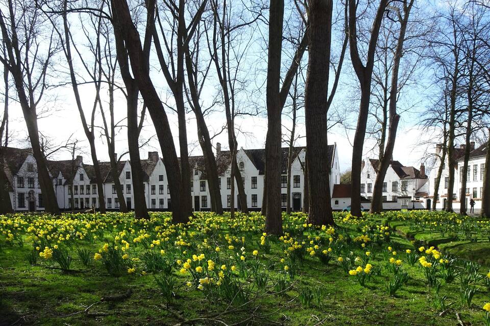 Une rangée de maisons blanches aux toits pentus, entourées d’un champ de jonquilles jaunes.