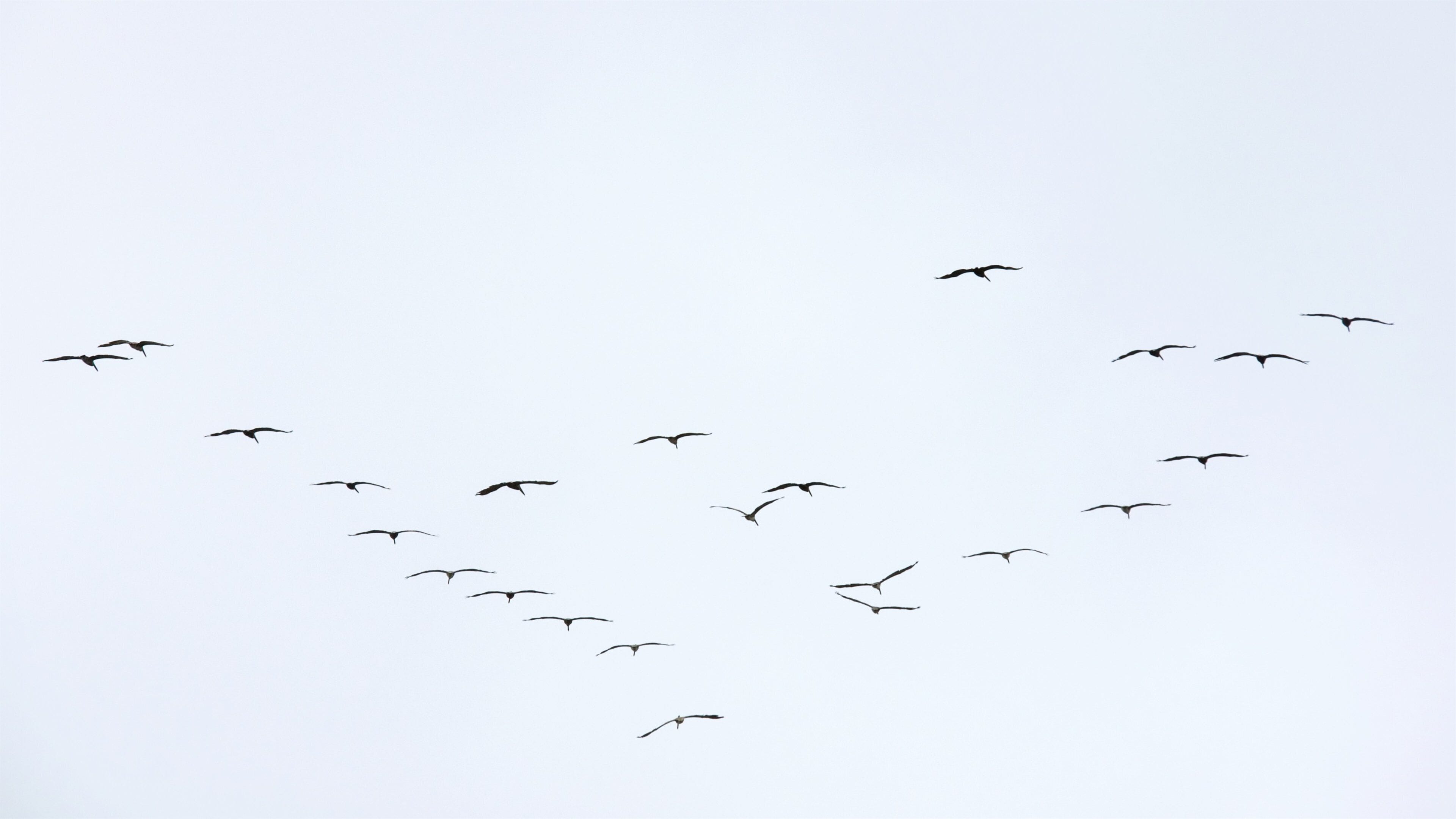 Land\'s End featuring bird life