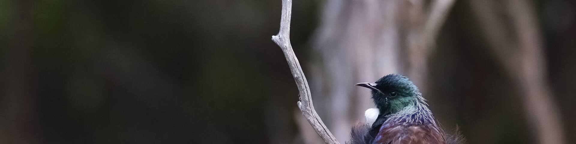 A Tui (Prosthemadera novaeseelandiae) - a New Zealand endemic honeyeater - perching on a tree branch, with a blurred forest background, in a park near Dunedin, Southland, New Zealand