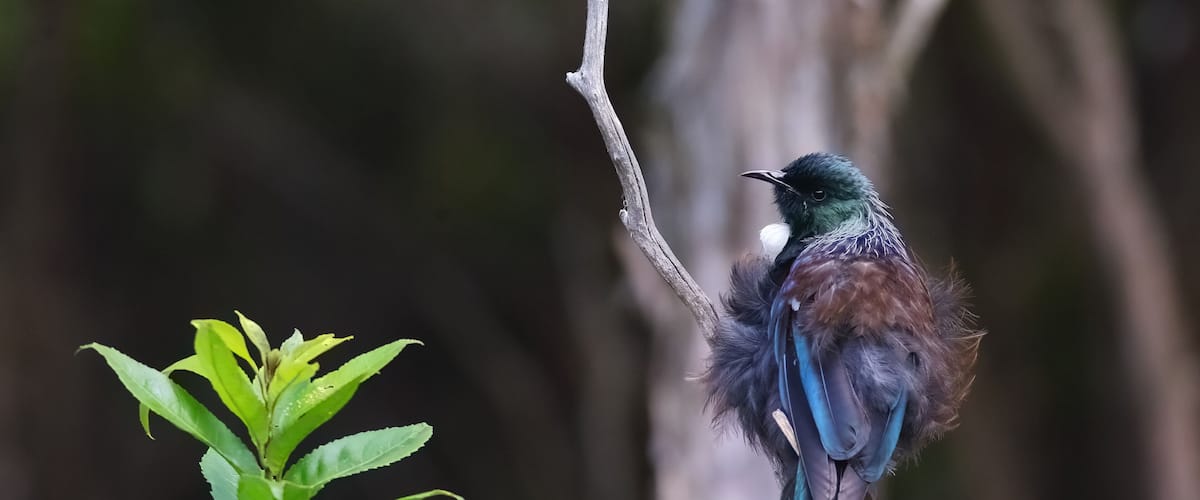 A bird perched on a branch with green foliage.
