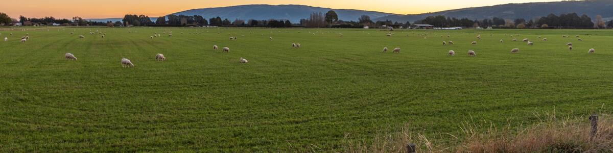 Taieri Plains near Mosgiel, Otago, New Zealand
