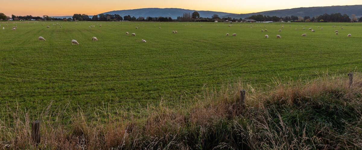 Taieri Plains near Mosgiel, Otago, New Zealand