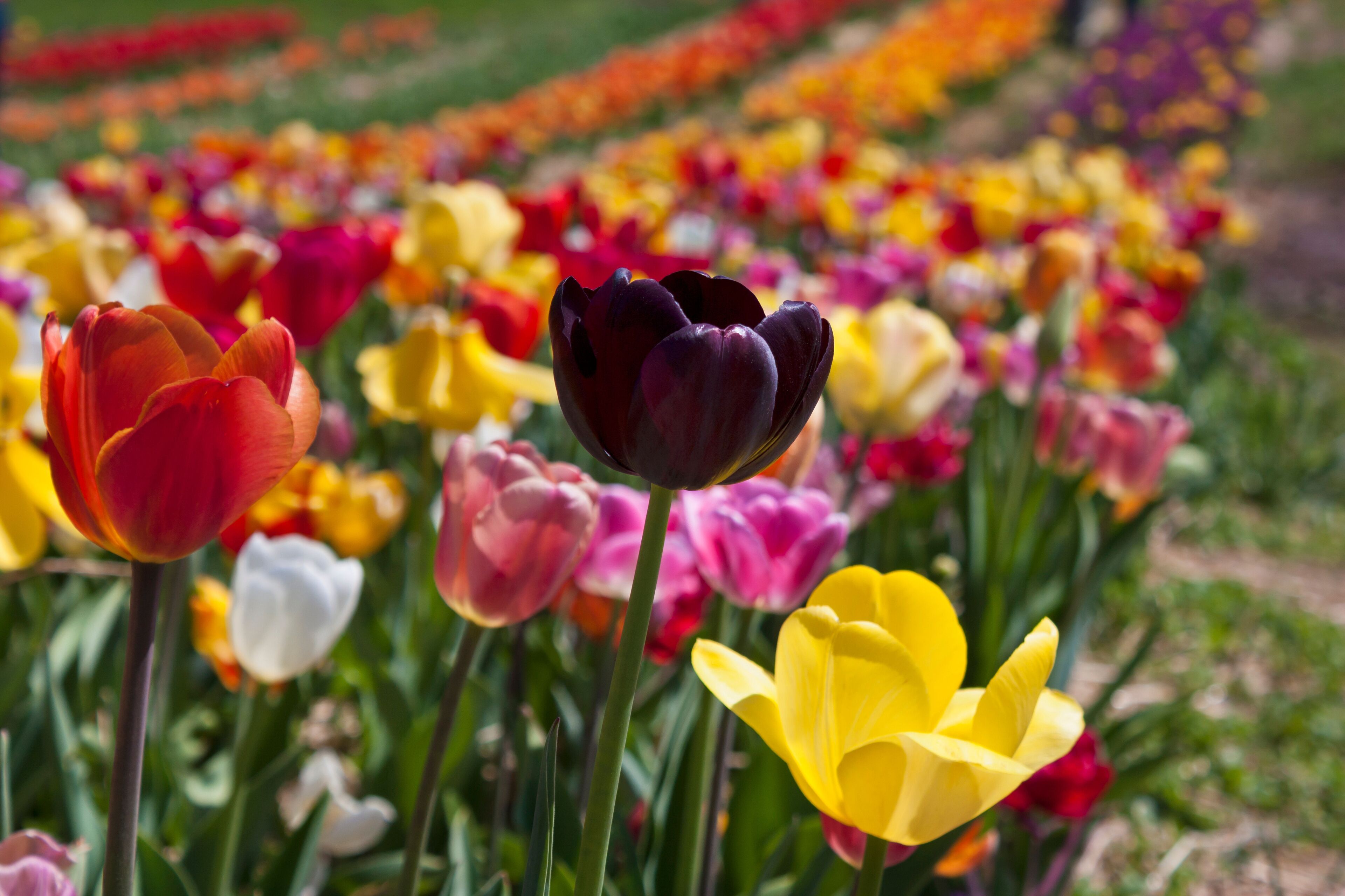 Field of tulips in Haymarket, Virginia.