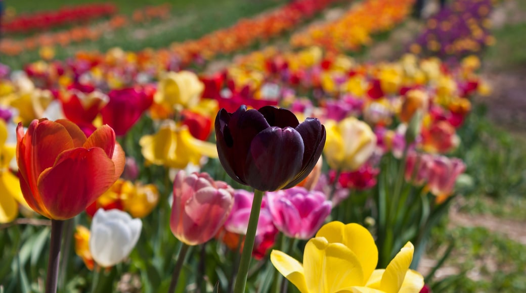 Field of tulips in Haymarket, Virginia.